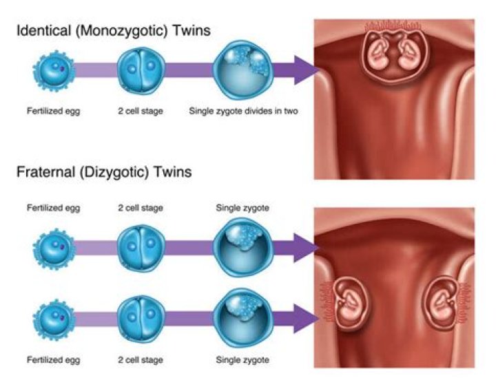 At what stage are twins formed
