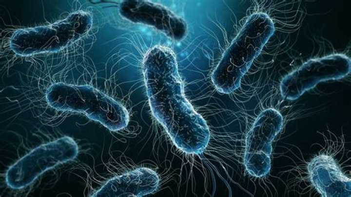At what temp does E. coli die
