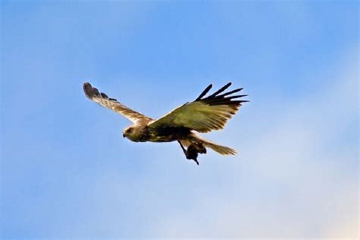 Can a hawk pick up a 20 pound dog