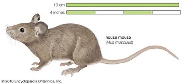 Can a mouse have a short tail