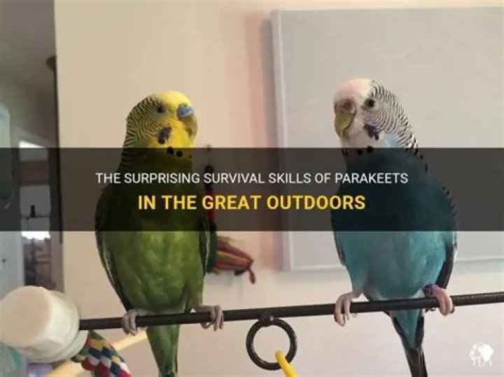 Can a parakeet survive outside