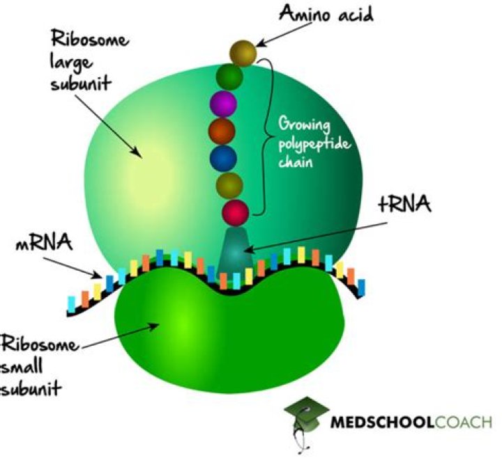 Can a ribosome act as ribozyme