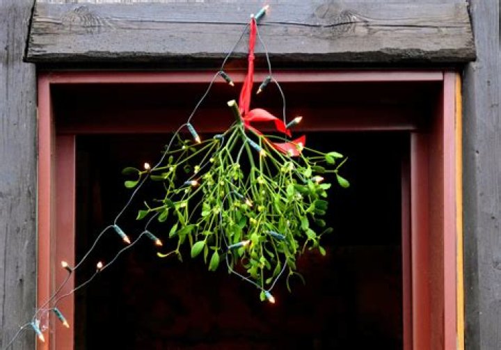Can a tree recover from mistletoe