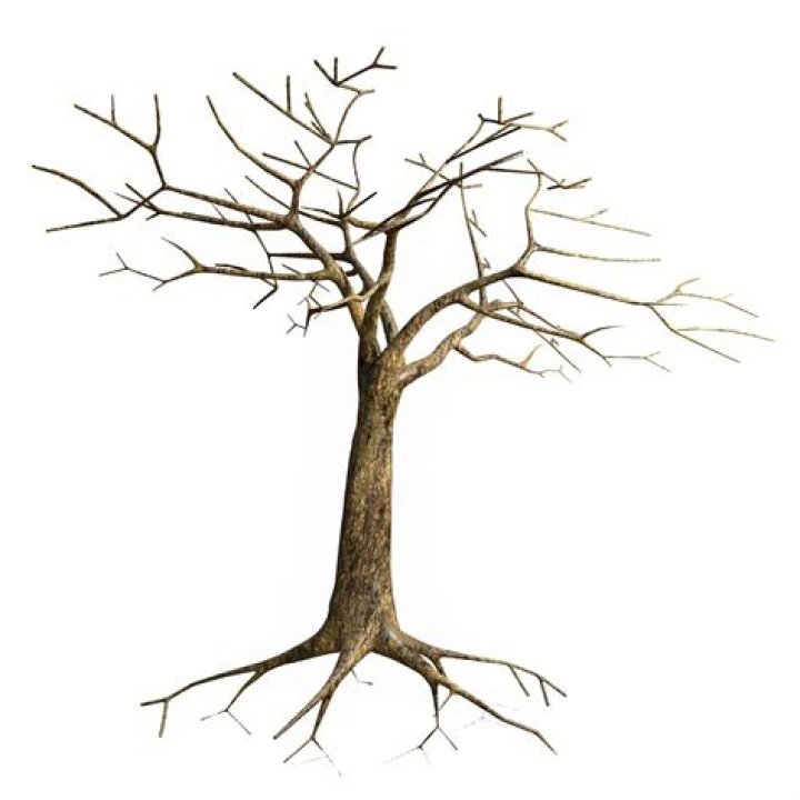 Can a tree with no leaves recover