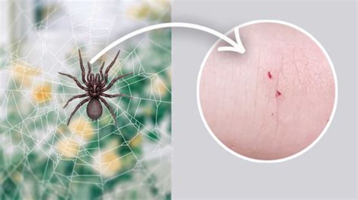 Can a UK house spider bite you