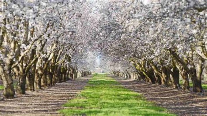 Can almond trees grow anywhere