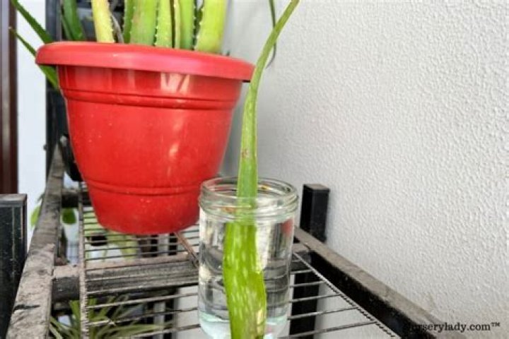Can aloe vera grow in aquarium