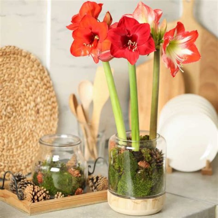 Can amaryllis be grown indoors