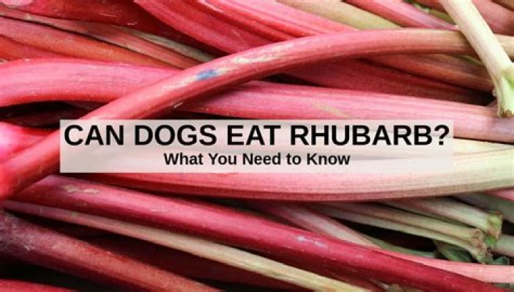 Can animals eat rhubarb stalks