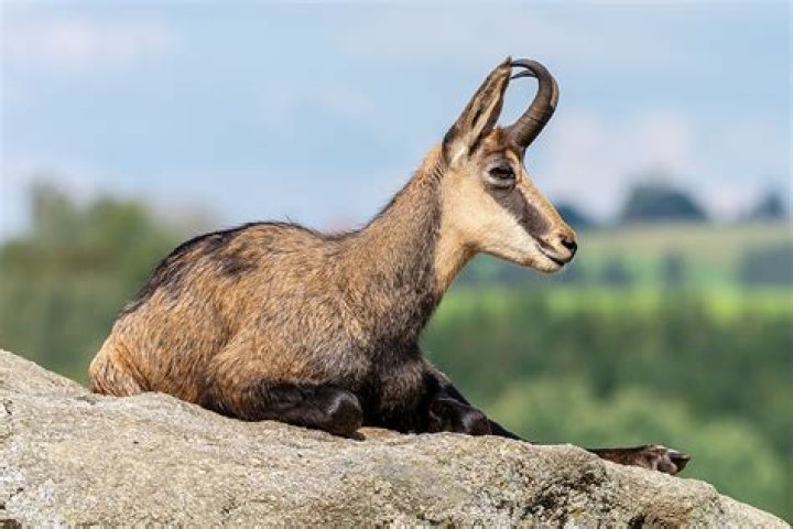 Can antelope breed with goats
