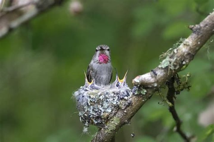 Can ants kill baby birds