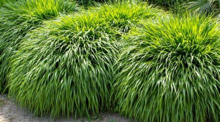 Can beach grass grow in shade
