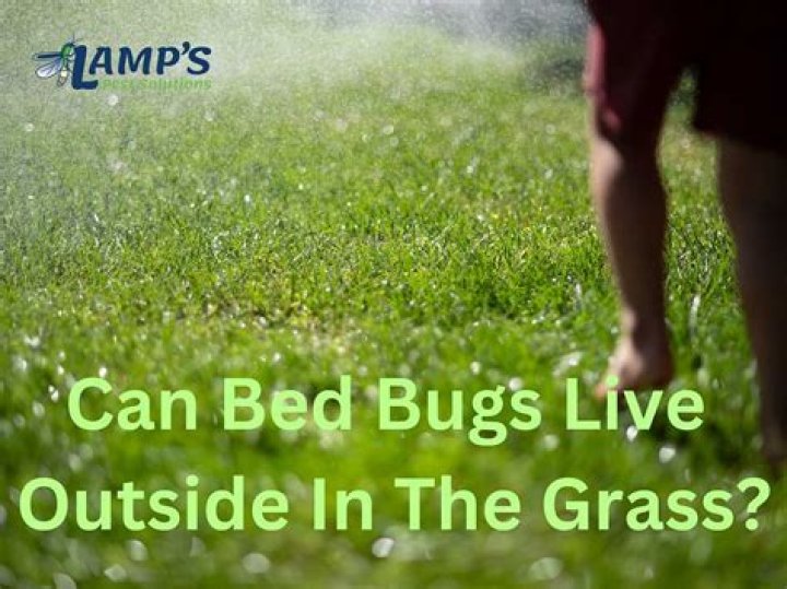 Can bed bugs live in the grass