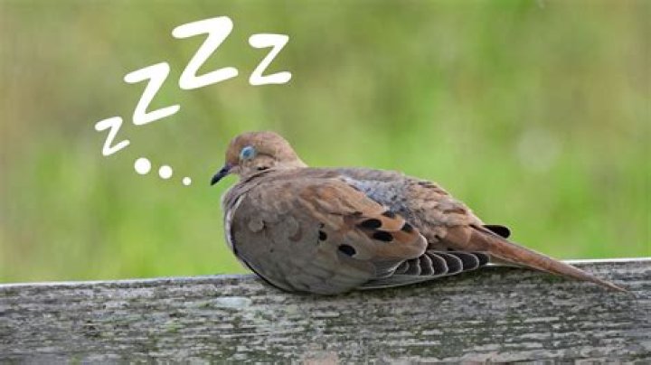 Can birds sleep with a fan on