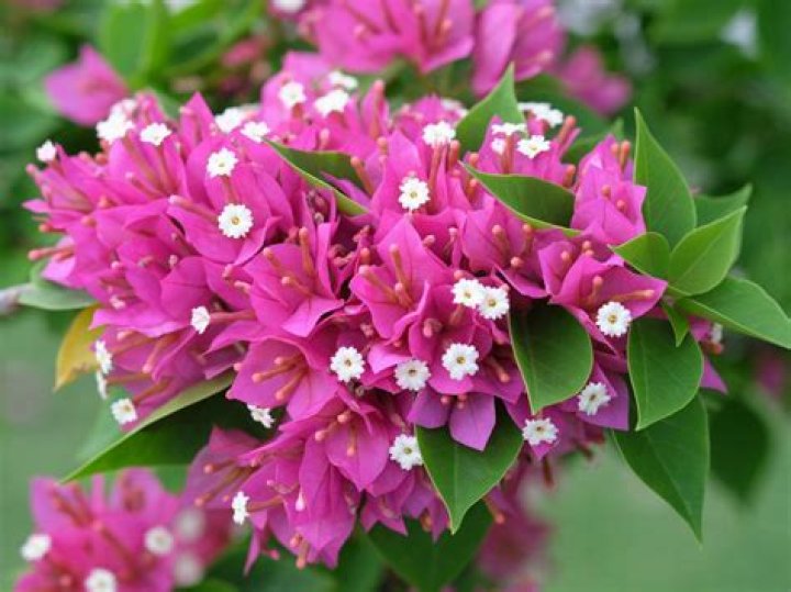 Can Bougainvillea grow in Utah