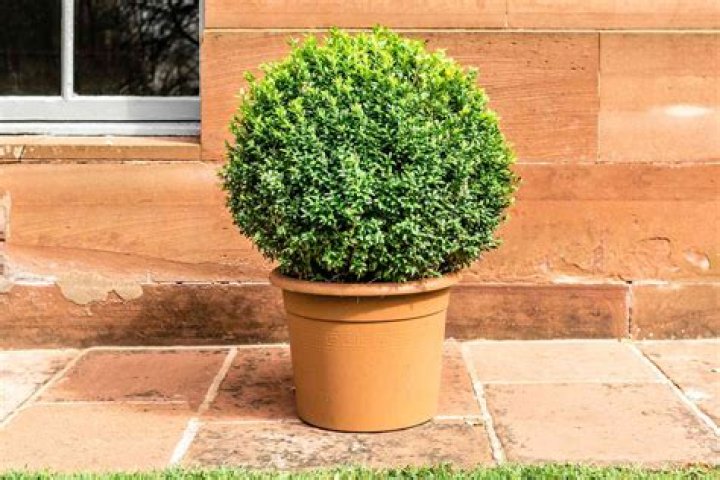 Can boxwood grow in containers