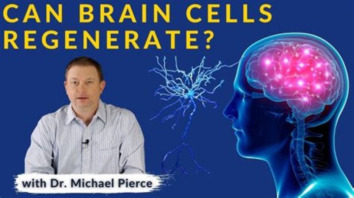 Can brain cells be regenerated