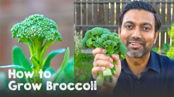 Can broccoli be grown in India