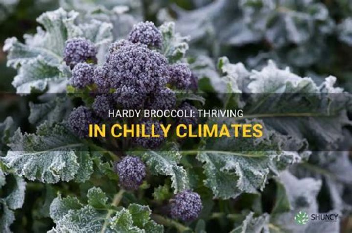Can broccoli grow in cold weather