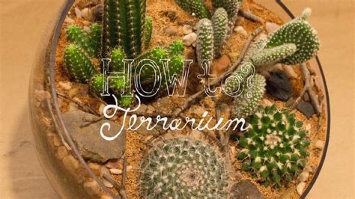 Can cactus grow in a terrarium