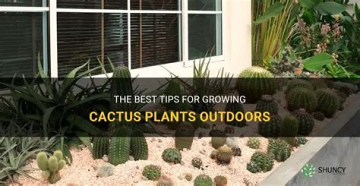 Can cactus plants live outside