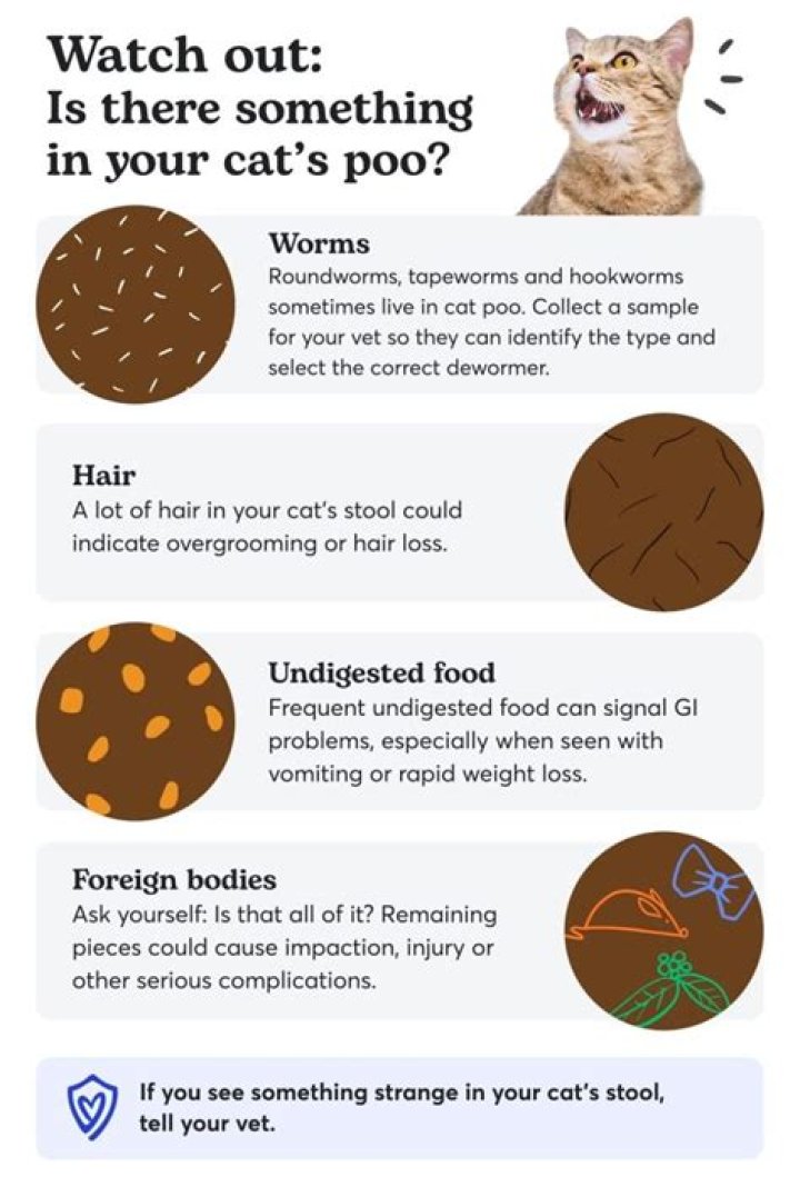 Can cat faeces cause blindness