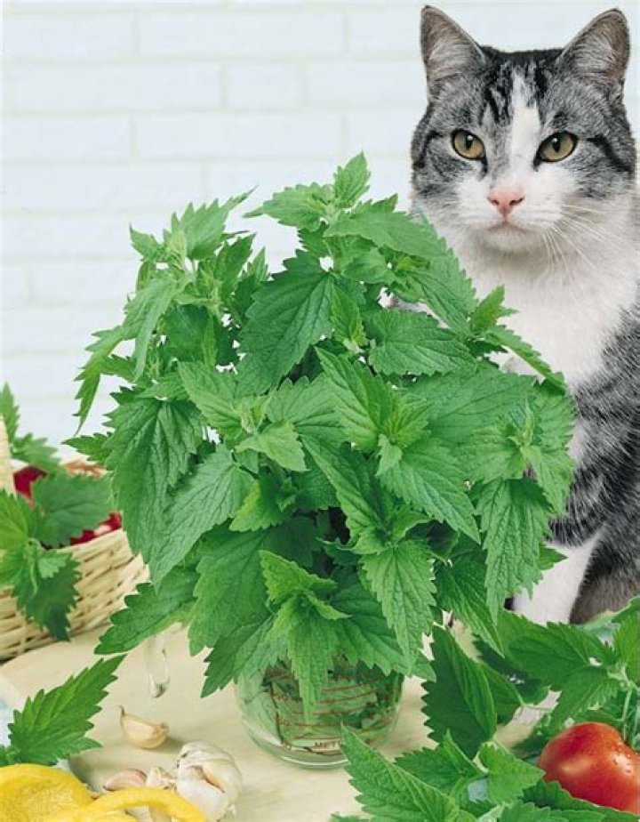 Can catnip be rooted in water
