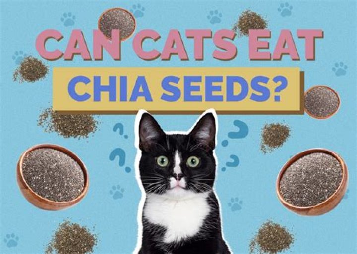 Can cats eat chia seed plants