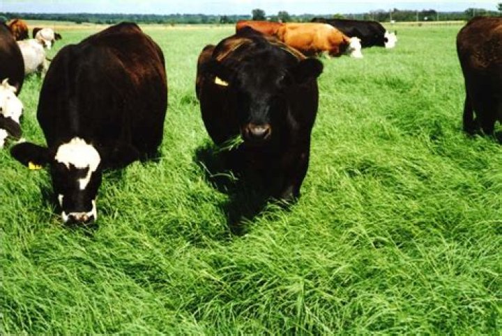 Can cattle graze on Bermuda grass