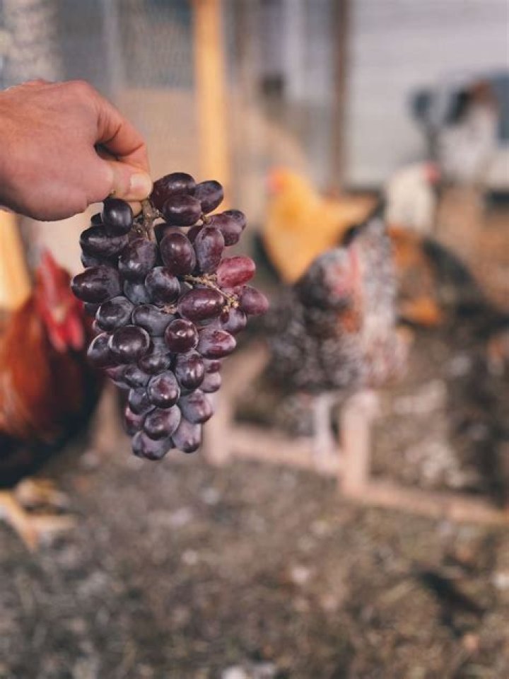 Can chickens eat frozen grapes
