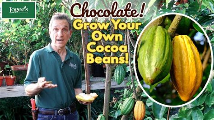 Can cocoa beans grow in the US