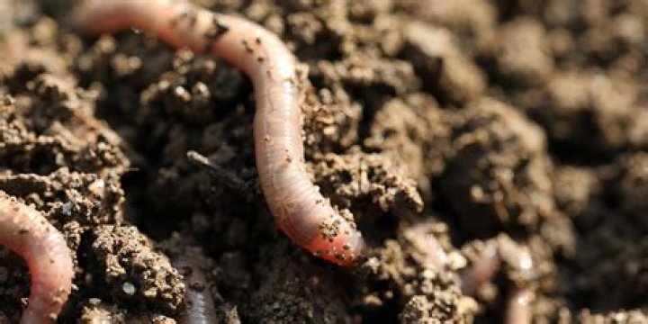 Can compost worms live in soil