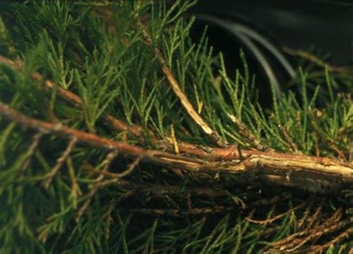 Can conifer roots cause damage