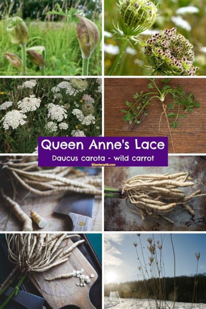 Can cows eat Queen Annes lace