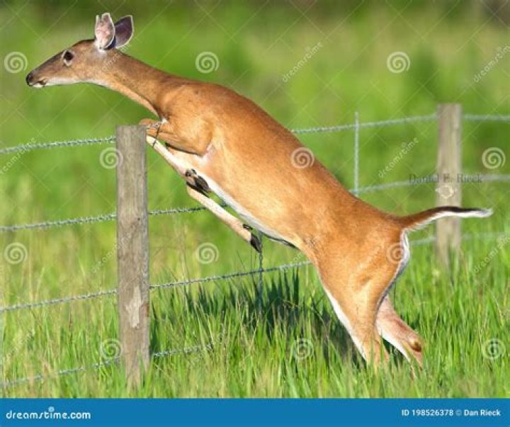 Can deer jump a barbed wire fence