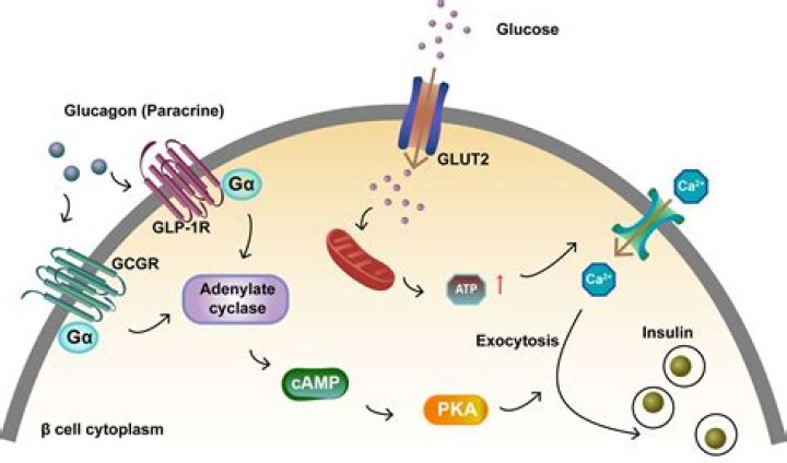 Can diabetics produce glucagon