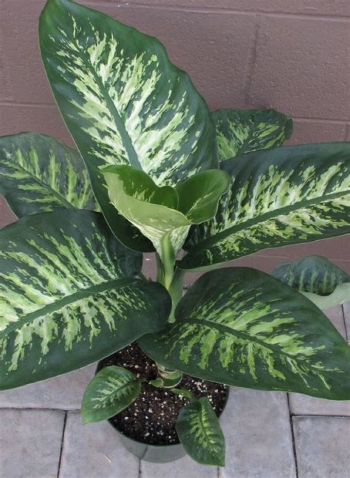 Can dieffenbachia live outside