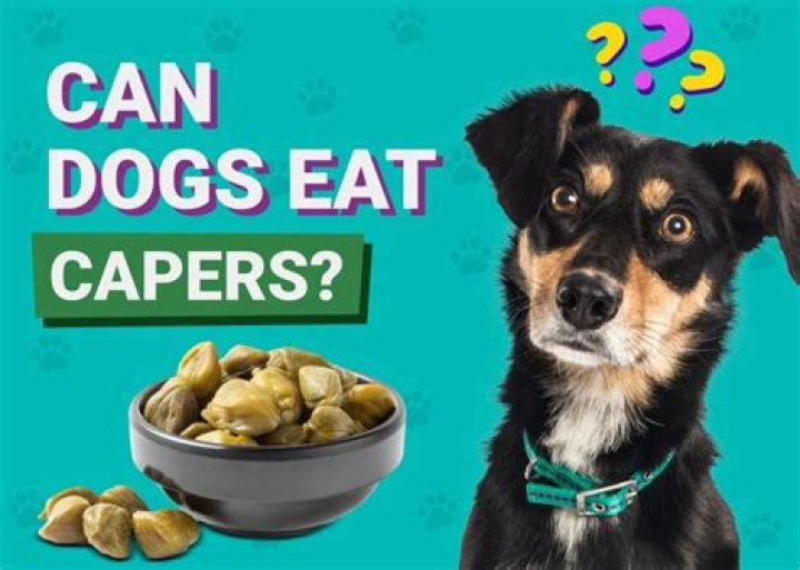 Can dogs eat venison everyday