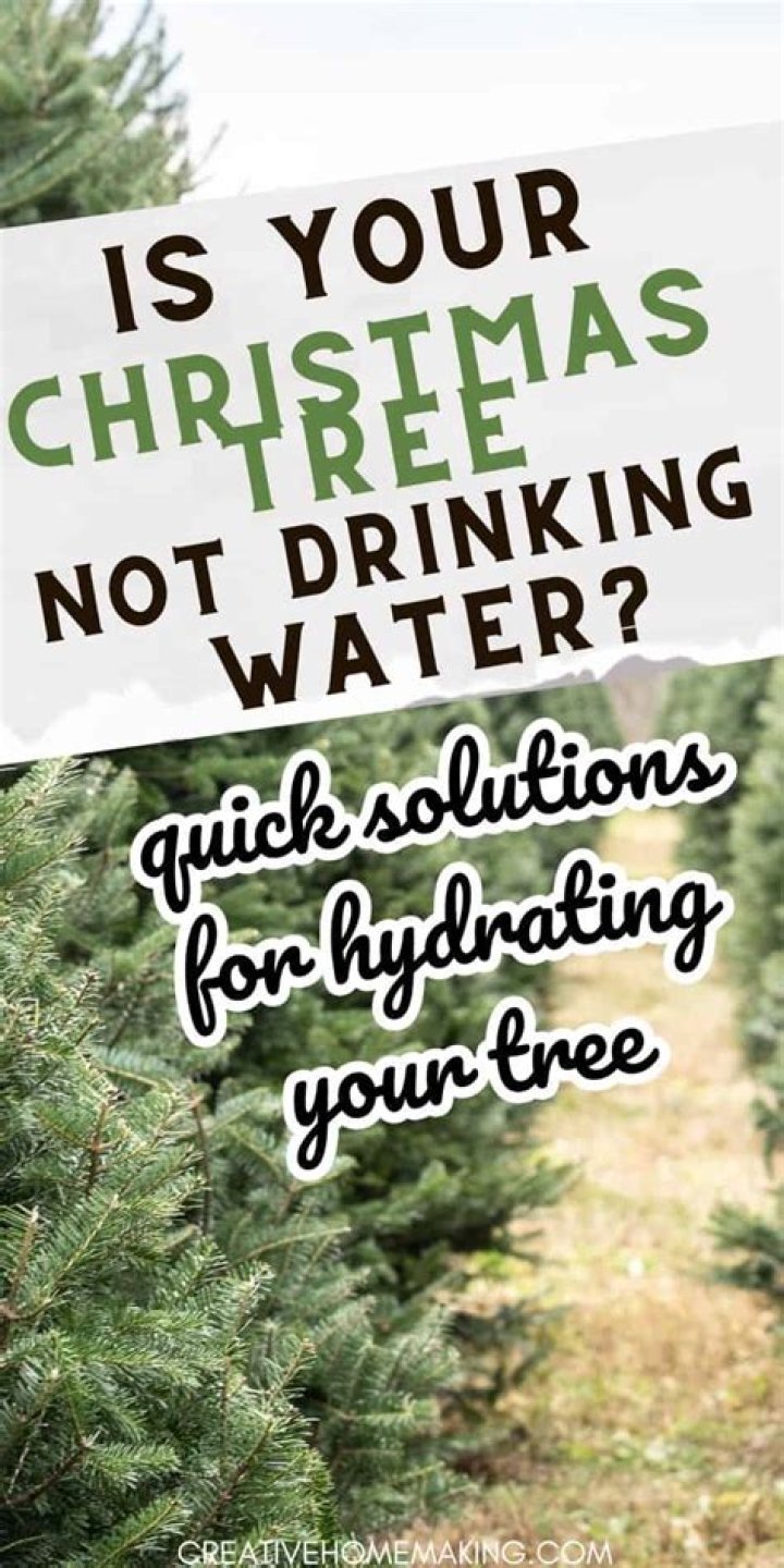 Can drinking Christmas tree water