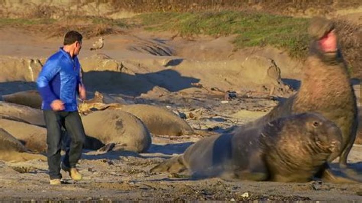 Can elephant seals kill humans