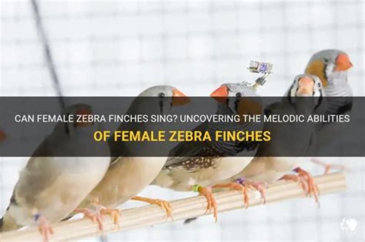 Can female zebra finches sing