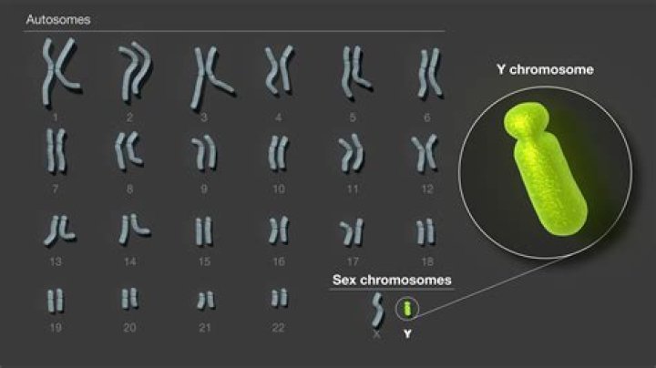 Can females have Y chromosomes
