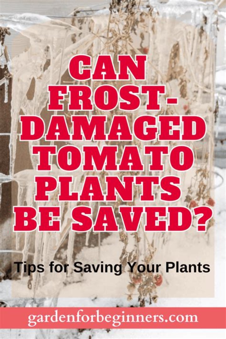 Can frost damaged plants be saved