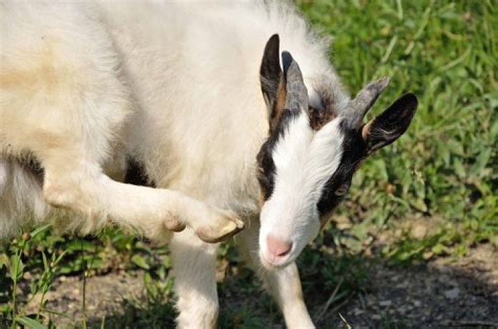 Can goats get lice from horses