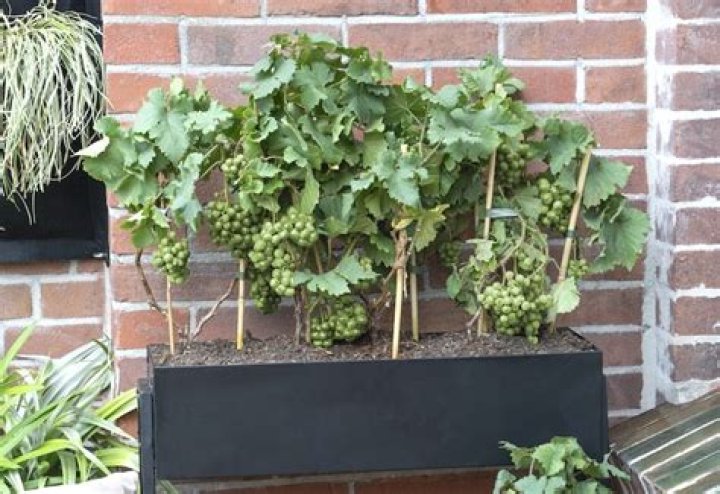 Can grapes grow in a container
