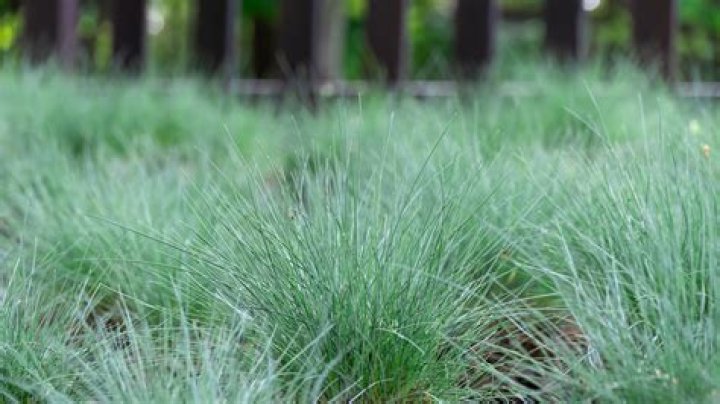Can grass be planted in summer