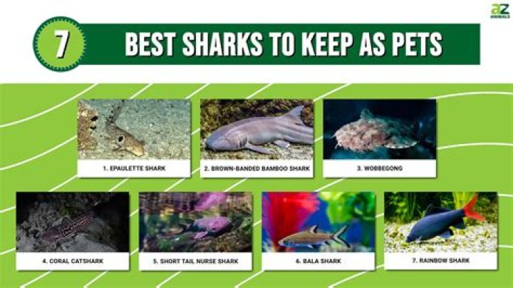 Can great white sharks be pets