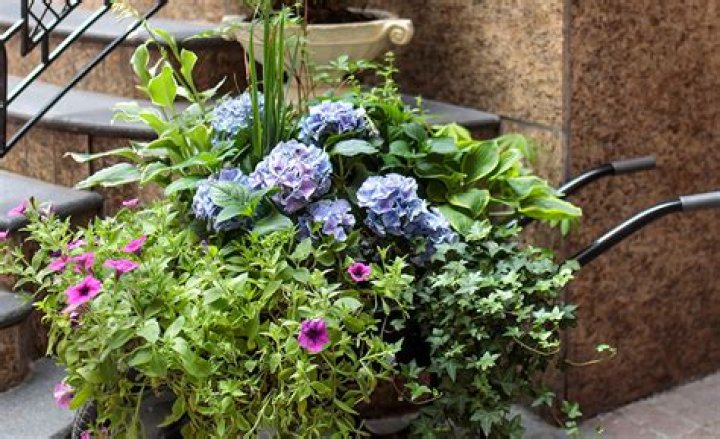 Can hostas be used as cut flowers