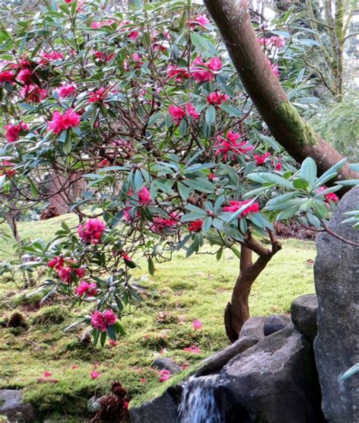 Can I cut back rhododendrons hard