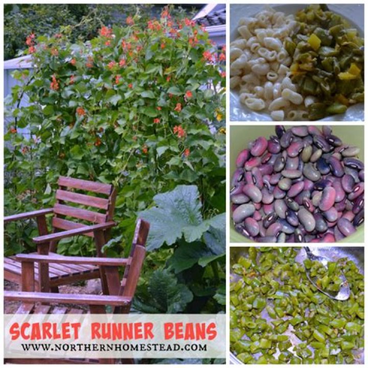 Can I eat scarlet runner beans